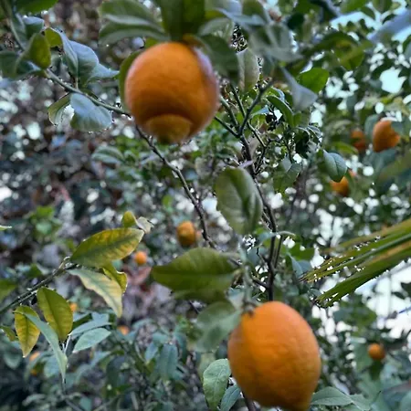 Miron Menton